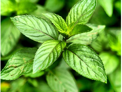 MINT PIPERITA EO BOULDER SX 960067  эфирное масло