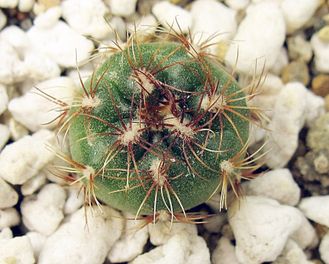 Gymnocalycium mesopotamicum