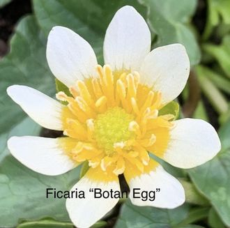 Ficaria “Botan Egg”