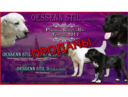 У - помёт (Родители: ОЕССЕНН СТИЛЬ Гранд Эль Алаурин х ОЕССЕНН СТИЛЬ Джакаранда). Дата рождения 07.02.2017. ВСЕ ЩЕНКИ ПРОДАНЫ!