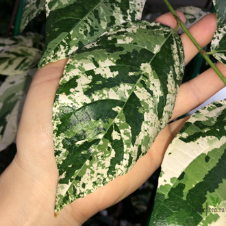 Ficus Erecta variegata / фикус эректа вариегатный