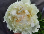 Paeonia Mrs J.V.Edlund