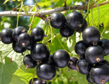 Смородина черная Лентяй (С5)