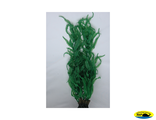 001KP Растение морские водоросли 60см