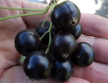 Смородина черная Селеченская II С5