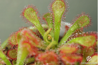 Drosera Coccicaulis - Drosera venusta, Drosera natalensis