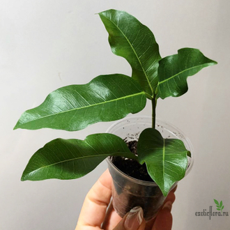 Ficus Superba compacta = Fiсus sр.(T33) Nаkorn Раthom Thаiland / фикус суперба компакта