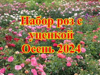 5002 Набор роз с уценкой №2 (15 шт.: Пьер де Ронсар, Ди Ди Бриджротер, Новалис, Эшли, Коко-локо, Гранд Аморе, Стефани Барони, Манстед Вуд, Кремоза, Институт Люмьер, Букаву,Динки, Аспирин, Андре Тюрка,Хеллоу)