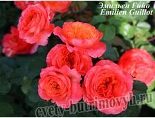 Французские романтические розы - сорт Эмильен Гийо (Emilien Guillot).
