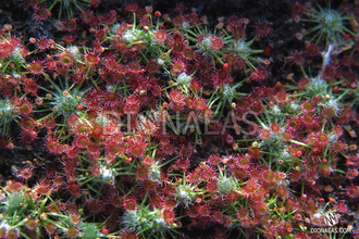 Drosera "Occidentalis"