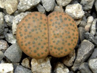 Lithops fulviceps С220 (Чехия) - 10 семян