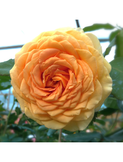 Азафран  (Azafran) роза, С210-20(корнесобств)