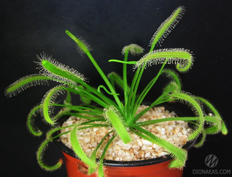 Drosera Capensis Alba