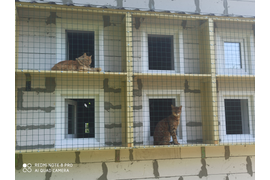 Балкончики для кошек