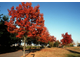 Дуб красный (Quercus rubra)(40-60/3л)
