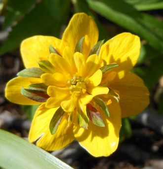 Anemone ranunculoides Golden Dream