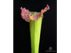 Sarracenia Hybrid 3