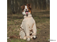 Комбинезон для собак с ловушками от клещей OSSO Fashion размер 25 (сука)