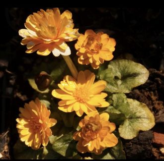 Ranunculus ficaria &#039;Claudine&#039;