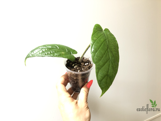 Ficus sp.(T25) aff villosa (big leaf) / фикус виллоза крупный лист