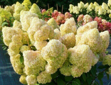 Диамантино гортензия метельчатая(Hydrangea paniculata Diamantino)