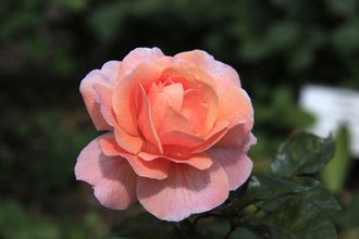 Реконсилейшн, (Reconciliation ) Ч\Г, Harkness Реконсилейшн, (Reconciliation ) Ч\Г, Harkness