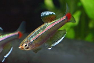 Кардинал (Tanichthys alboneubes)