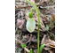 Galanthus woroniwii green