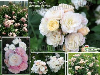 Мускусные розы - Сорт Буке Парфе (Bouquet Parfait ).