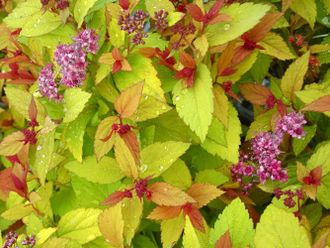 Мэджик Карпет спиря японская (Spiraea-japonica Magic Carpet)(20-40/3л)