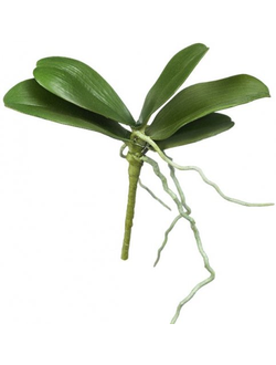 Листья Орхидеи Фаленопсис мини