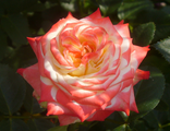 Роза чайно-гибридная Императрица Фарах