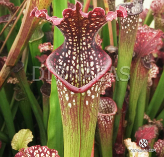 Sarracenia Velvet