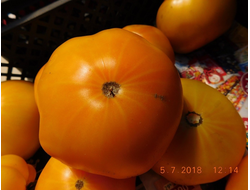семена томаты "Бабушкин поцелуй"