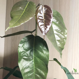 Ficus sp.(T29) Brown leaf / фикус природный Браун лиф