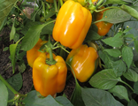 Перец Золотое чудо