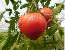 семена томаты "Косово"