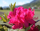 Нова Зембла рододендрон гибридный (Rhododendron hybrid (Nova Zembla)