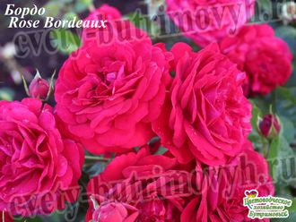 2181 Весна2024 Бордо (Kordes&#039; Rose Bordeaux) (флор.)