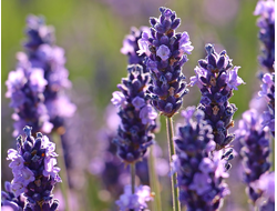 Лаванда эфирное масло