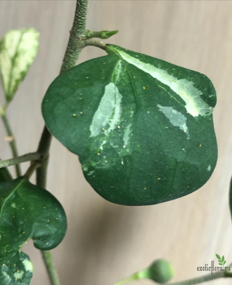 Ficus diversifolia diversion / фикус Дельтовидный расписной