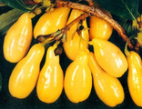 Кизил желтый ягоды