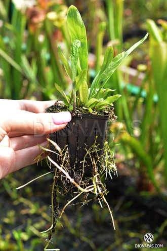 Пузырчатка - Utricularia longifolia