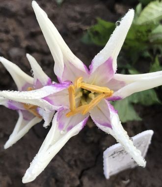 Colchicum h. Harlekijn. Продано