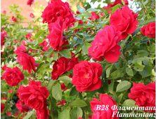 Плетистые розы - Сорт Фламентанц (Flammentanz)