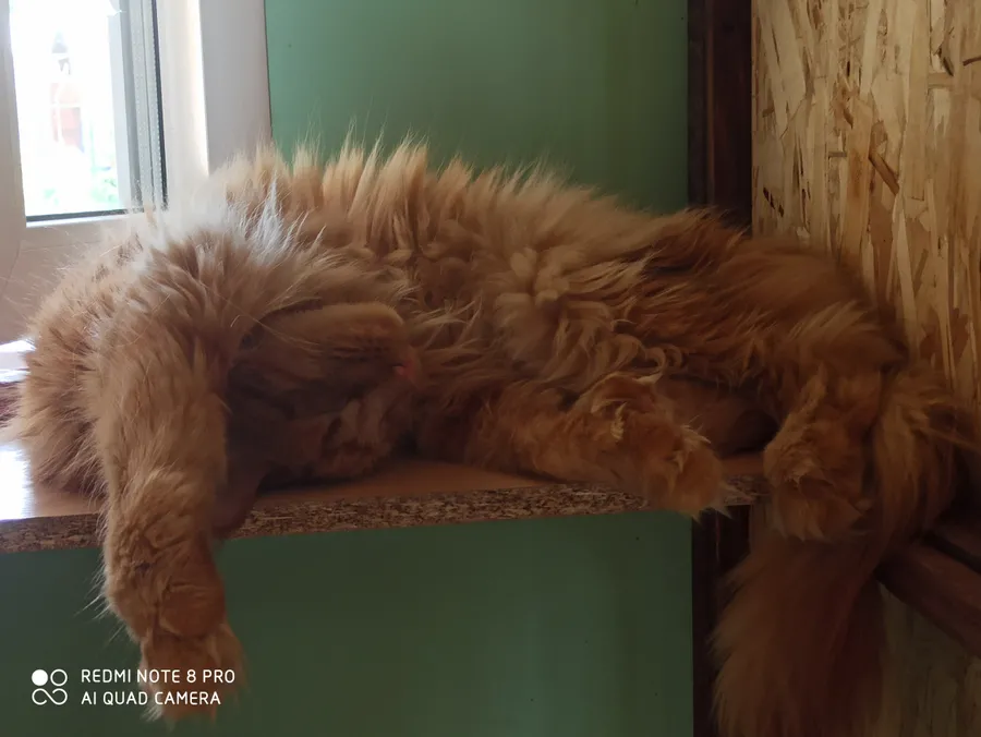 Мейнкун Оскар