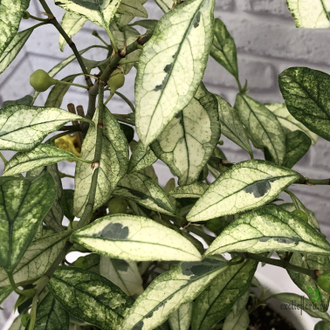 Ficus Diversifolia Splash / фикус диверсифолия сплеш