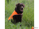 OSSO FASHION Сигнальный жилет для собак, размер 65