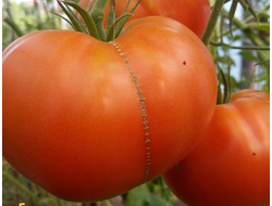 семена томаты "Глория. Сызрань"