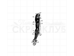 винтажный  анатомический штамп согнутая рука